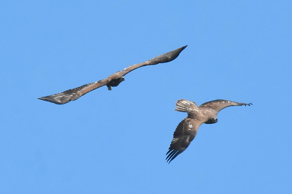 Eagle Aerial Show 19