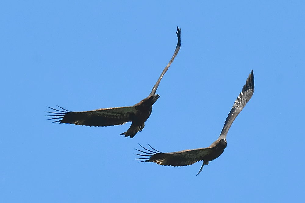 Eagle Aerial Show 20