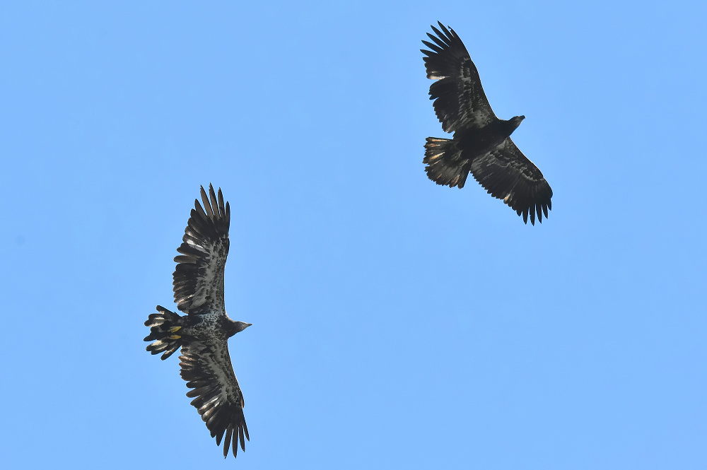 Eagle Aerial Show 21