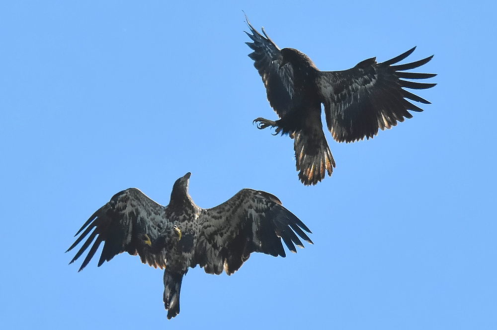 Eagle Aerial Show 22