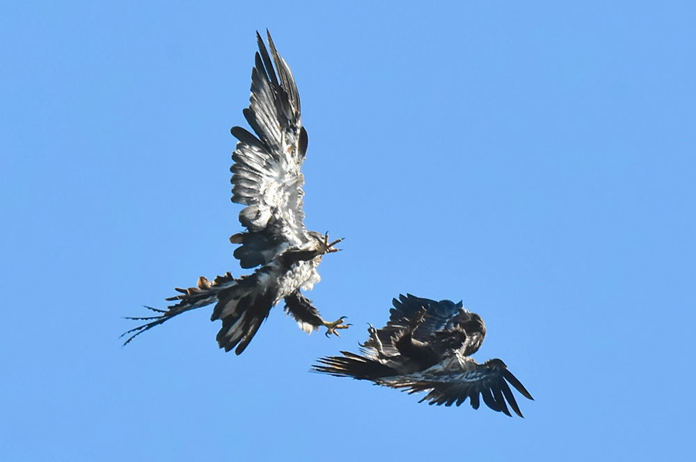 Eagle Aerial Show 23