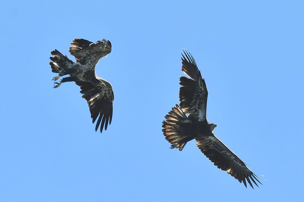Eagle Aerial Show 24