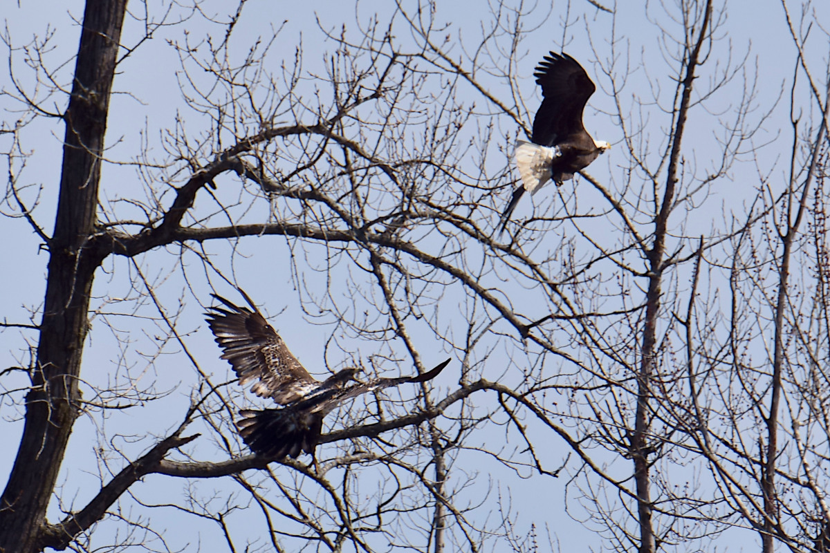 Eagle Day at Brickyard Bay & Vicinity 02