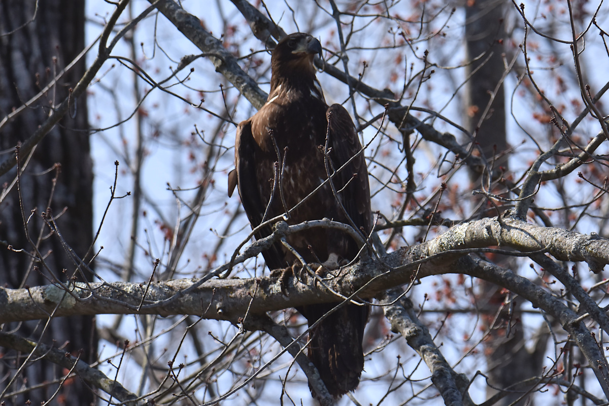 Eagle Day at Brickyard Bay & Vicinity 04