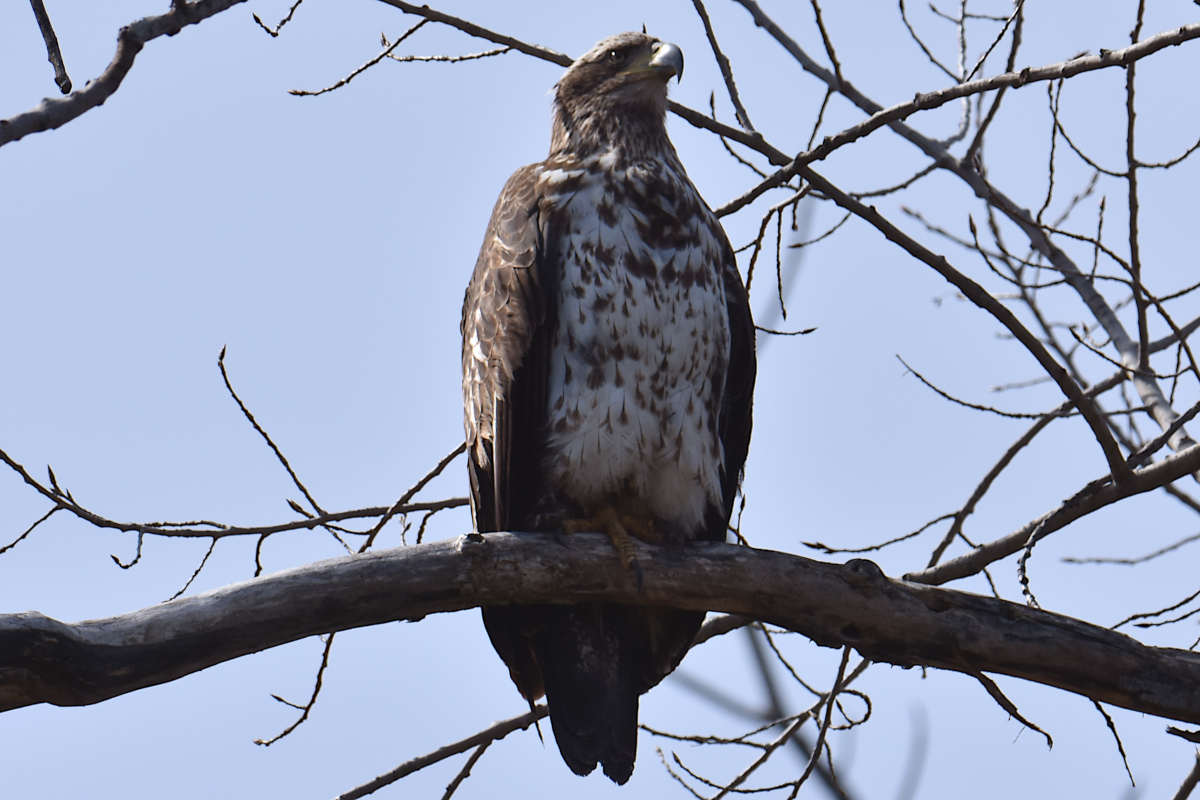Eagle Day at Brickyard Bay & Vicinity 05