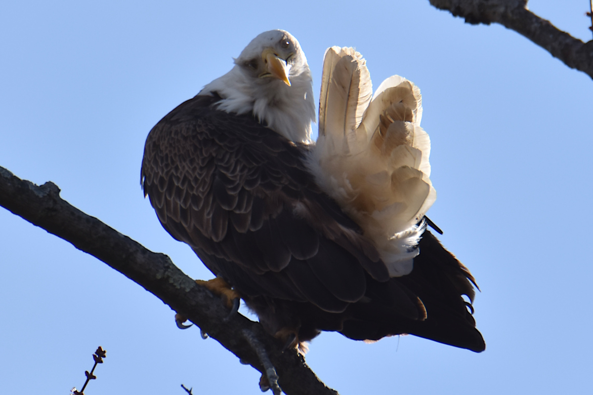 Eagle Day at Brickyard Bay & Vicinity 10