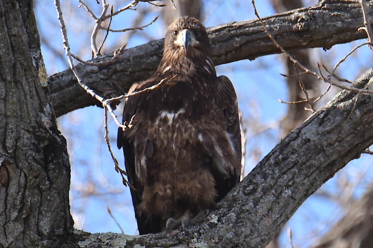 Eagle Day at Brickyard Bay & Vicinity 11
