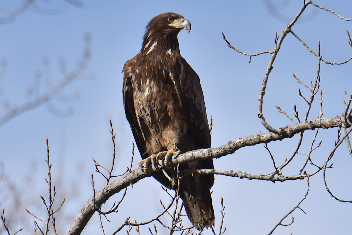 Eagle Day at Brickyard Bay & Vicinity 12