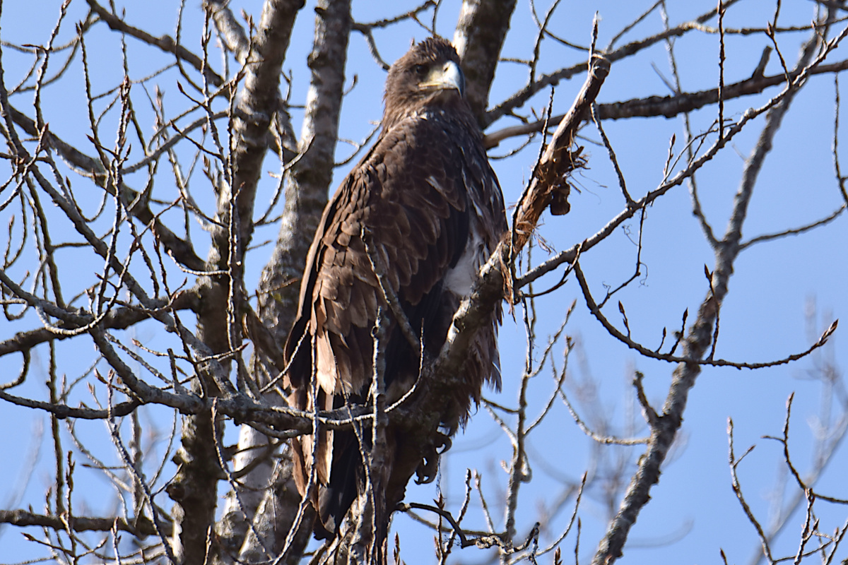Eagle Day at Brickyard Bay & Vicinity 13