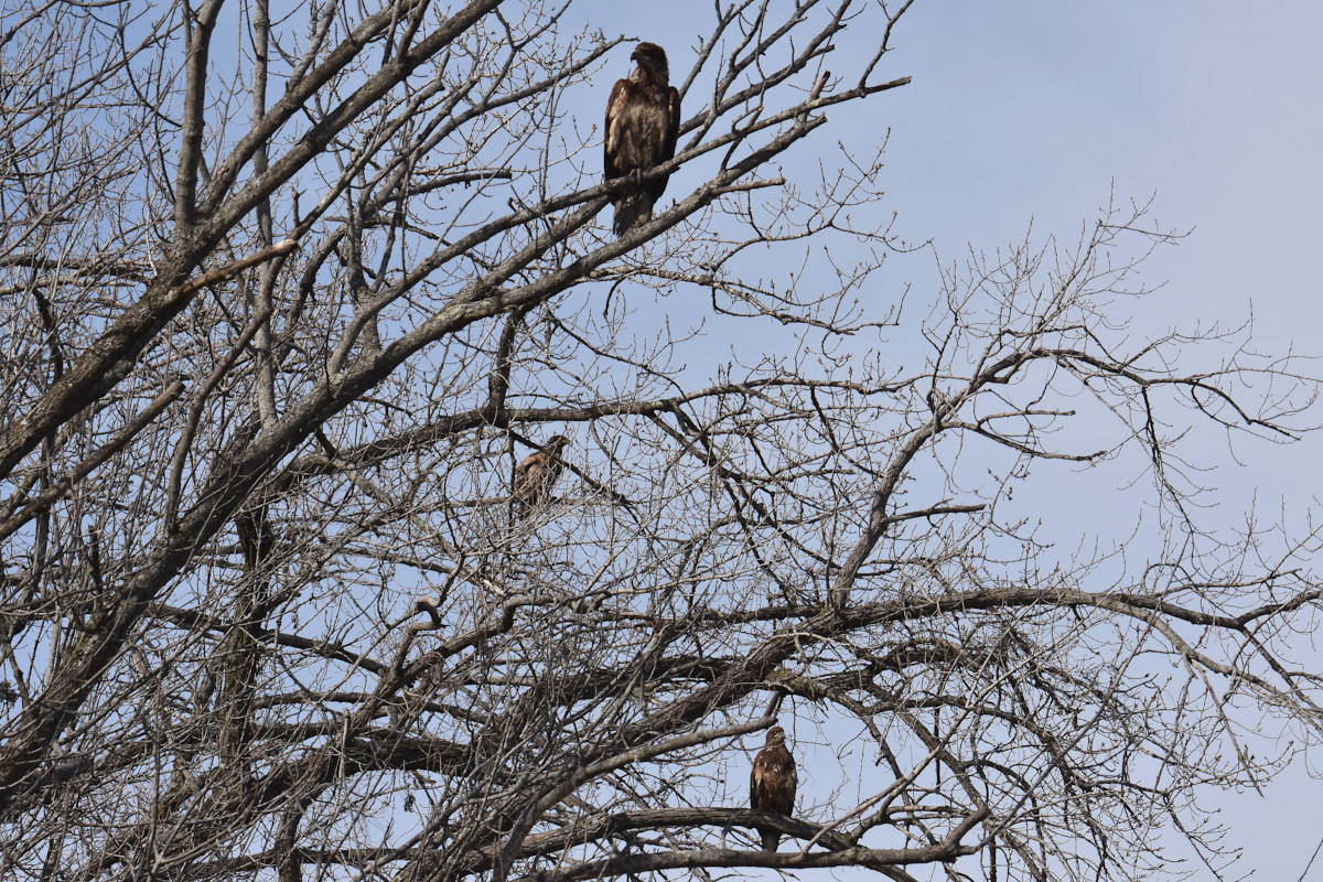 Eagle Day at Brickyard Bay & Vicinity 14