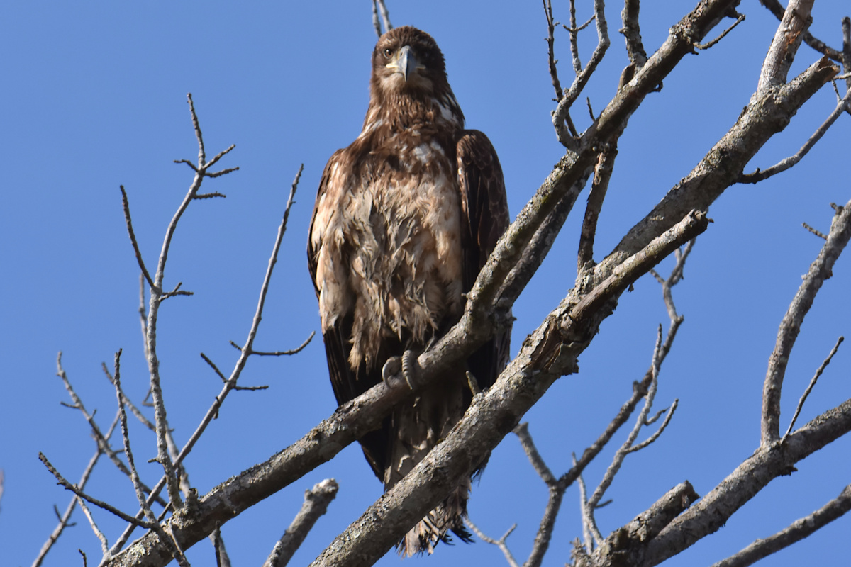 Eagle Day at Brickyard Bay & Vicinity 15