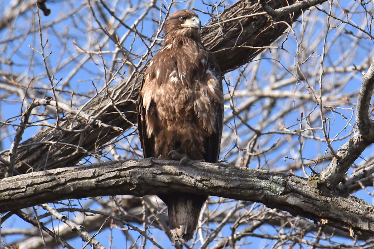 Eagle Day at Brickyard Bay & Vicinity 16