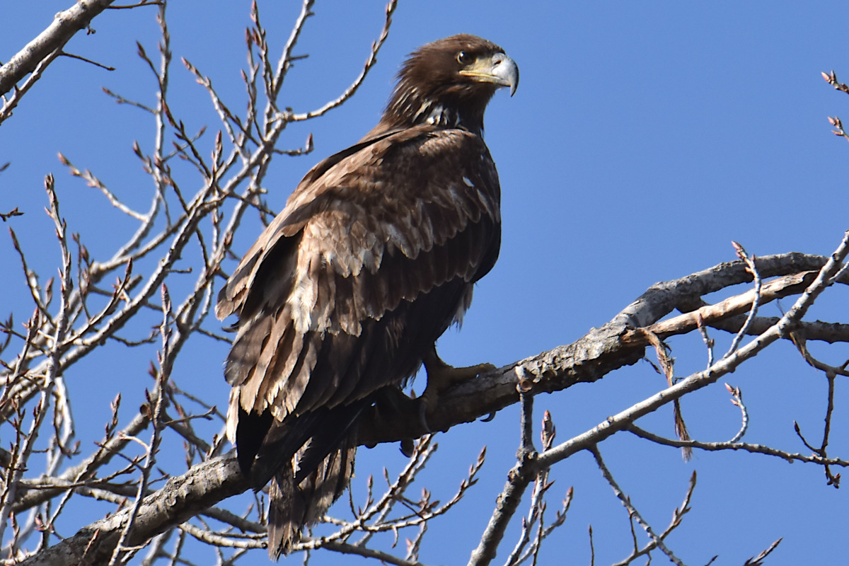 Eagle Day at Brickyard Bay & Vicinity 17