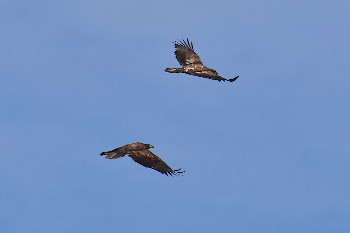 Eagle Day at Brickyard Bay & Vicinity 22