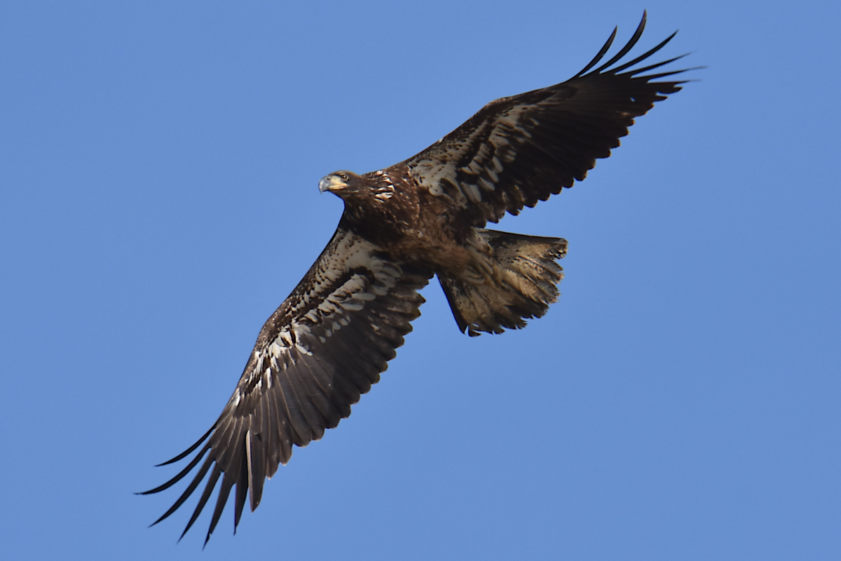 Eagle Day at Brickyard Bay & Vicinity 25