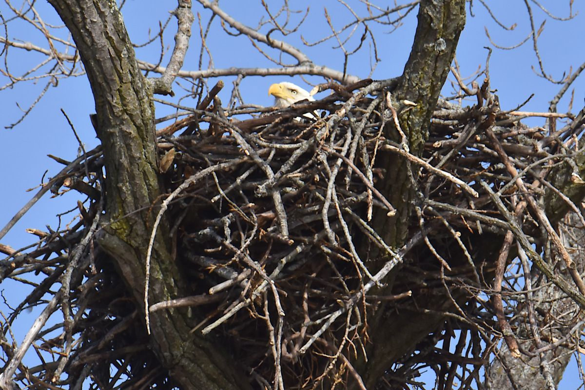 Eagle Day at Brickyard Bay & Vicinity 28