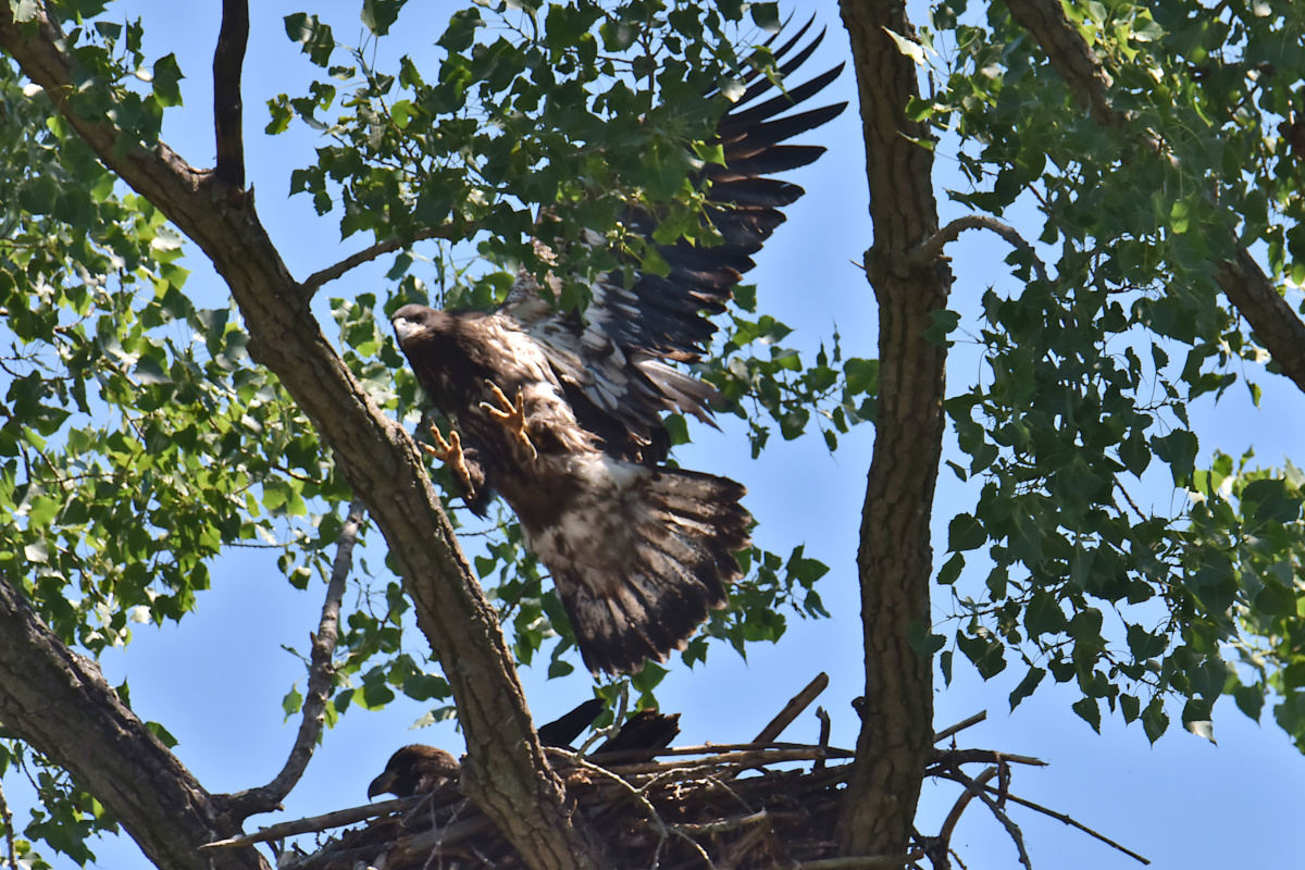 Eaglets Take Flight 01