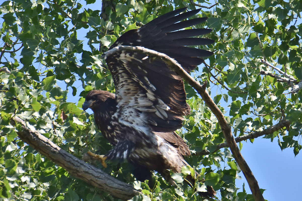 Eaglets Take Flight 02