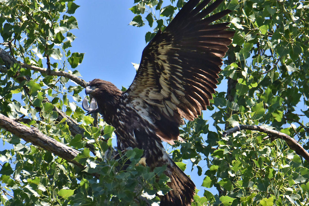 Eaglets Take Flight 04