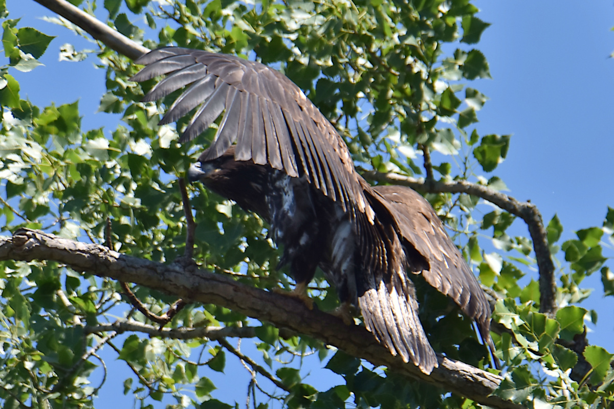 Eaglets Take Flight 05