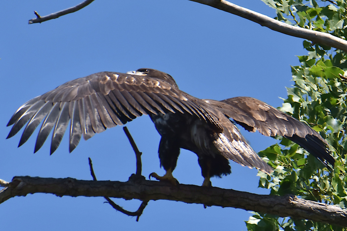 Eaglets Take Flight 06