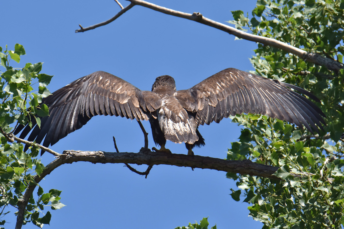Eaglets Take Flight 07