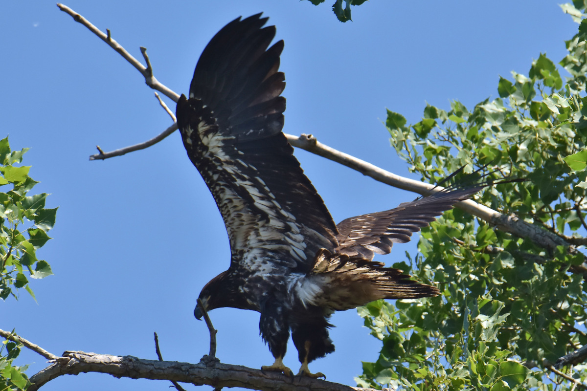 Eaglets Take Flight 08