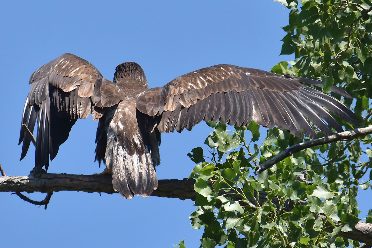 Eaglets Take Flight 10