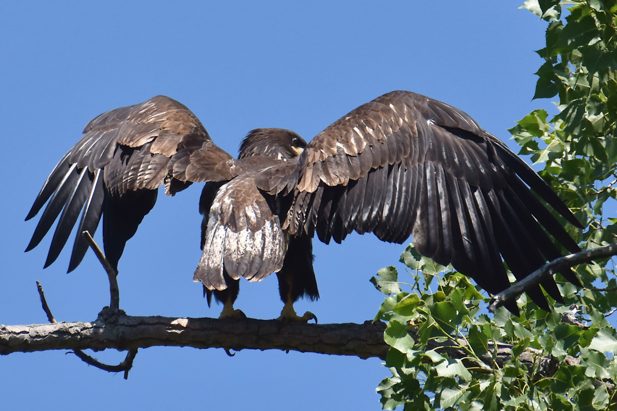 Eaglets Take Flight 11