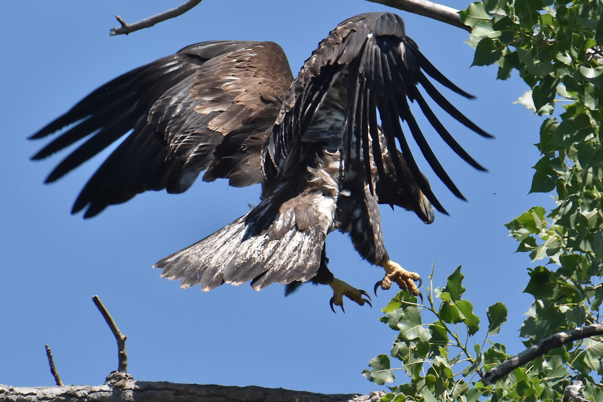 Eaglets Take Flight 12
