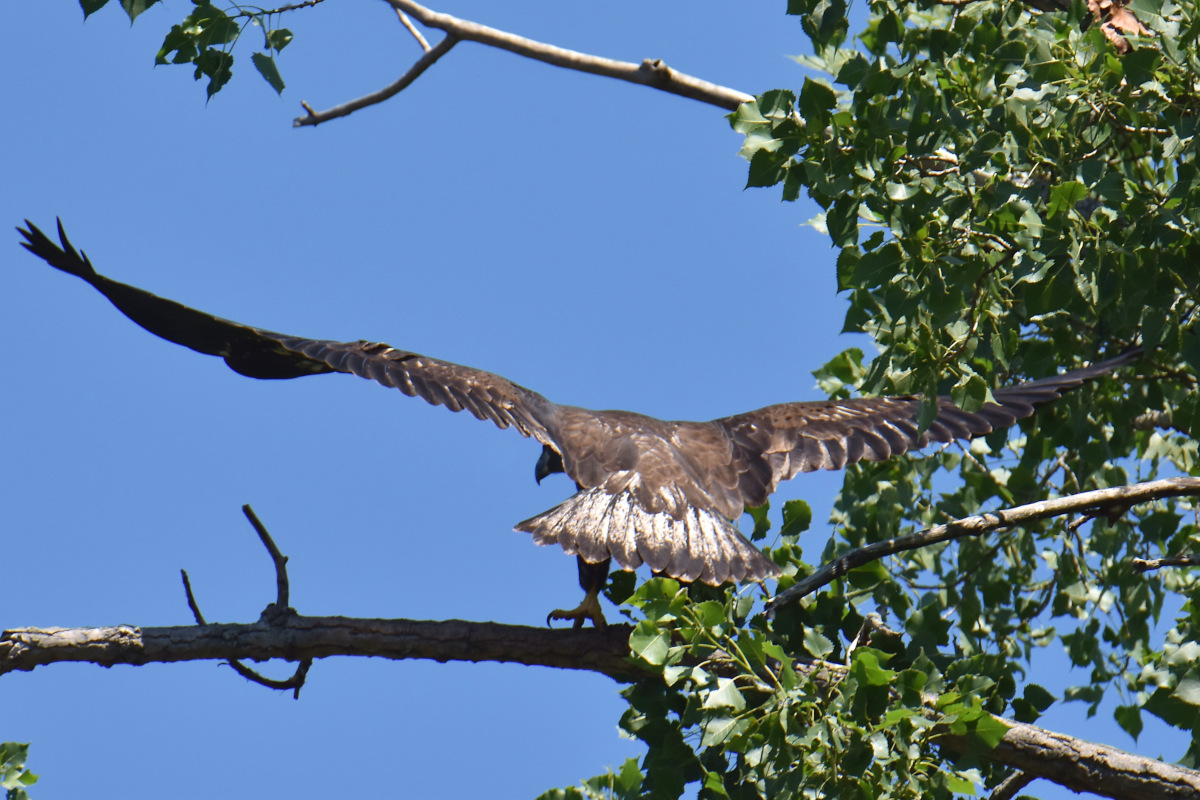 Eaglets Take Flight 13