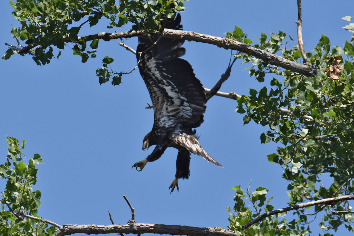 Eaglets Take Flight 14