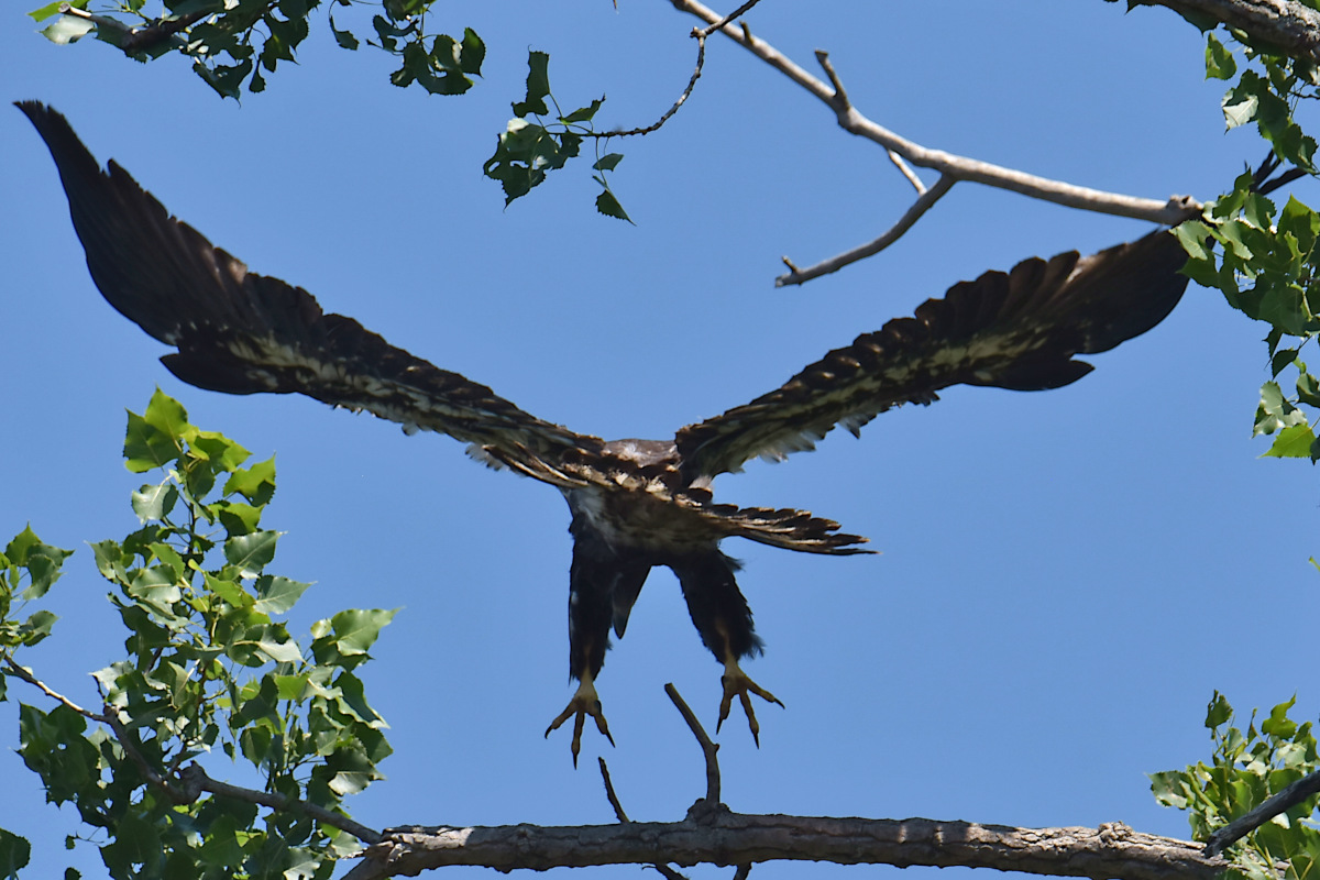 Eaglets Take Flight 15