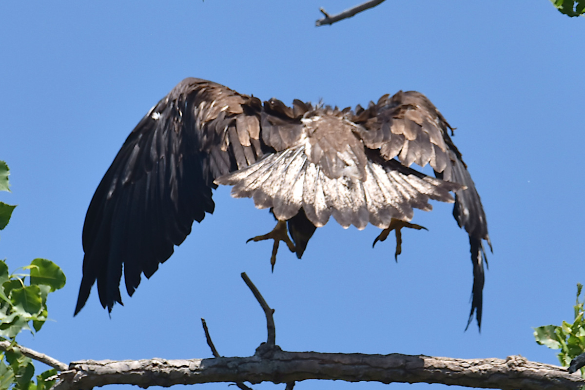 Eaglets Take Flight 16