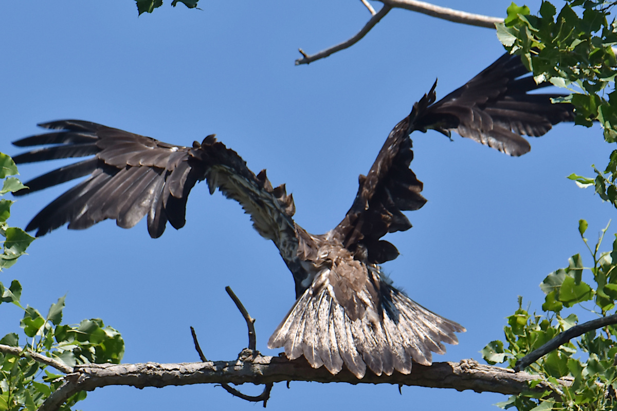 Eaglets Take Flight 17