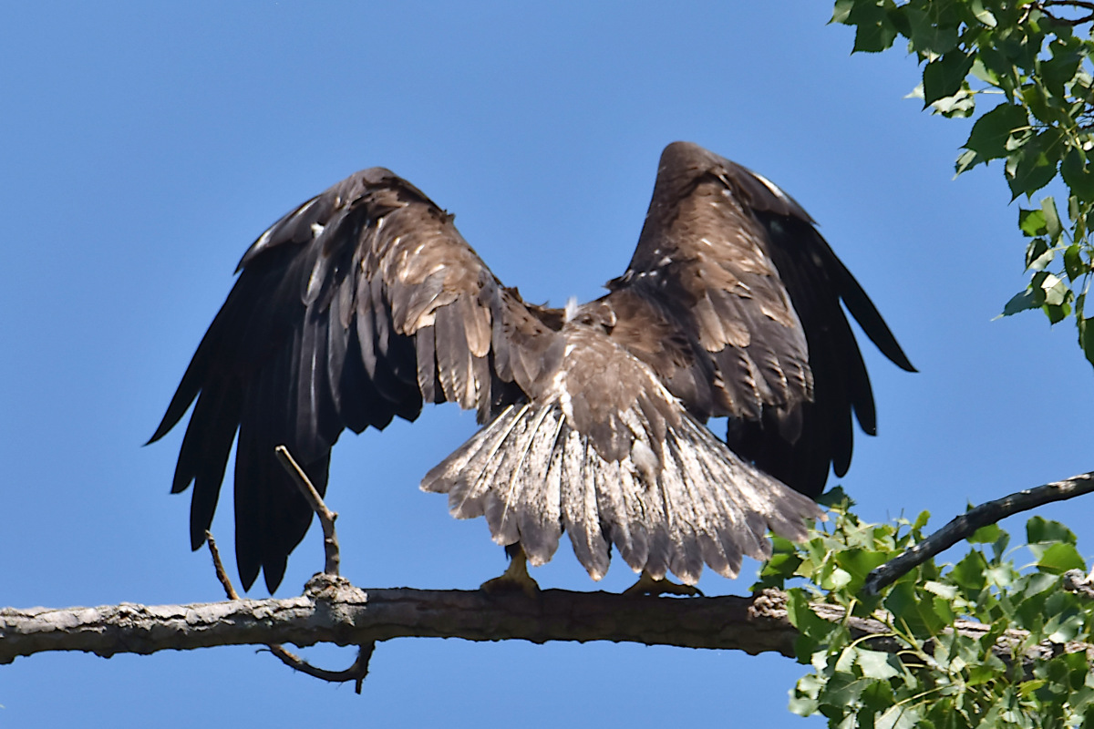 Eaglets Take Flight 18