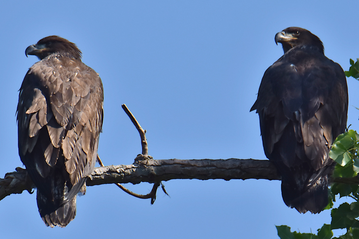 Eaglets Take Flight 19