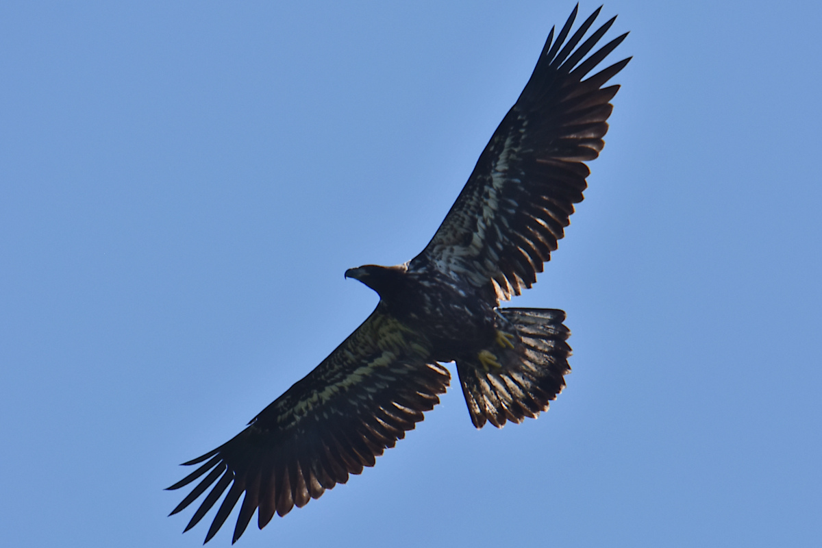 Eaglets Take Flight 21