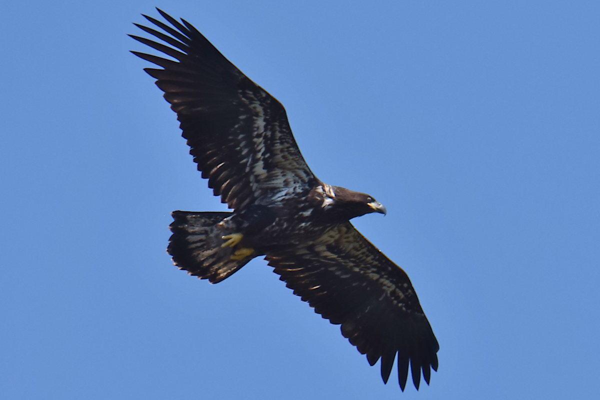 Eaglets Take Flight 23