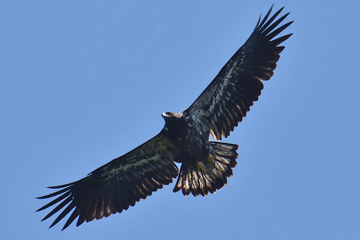 Eaglets Take Flight 24