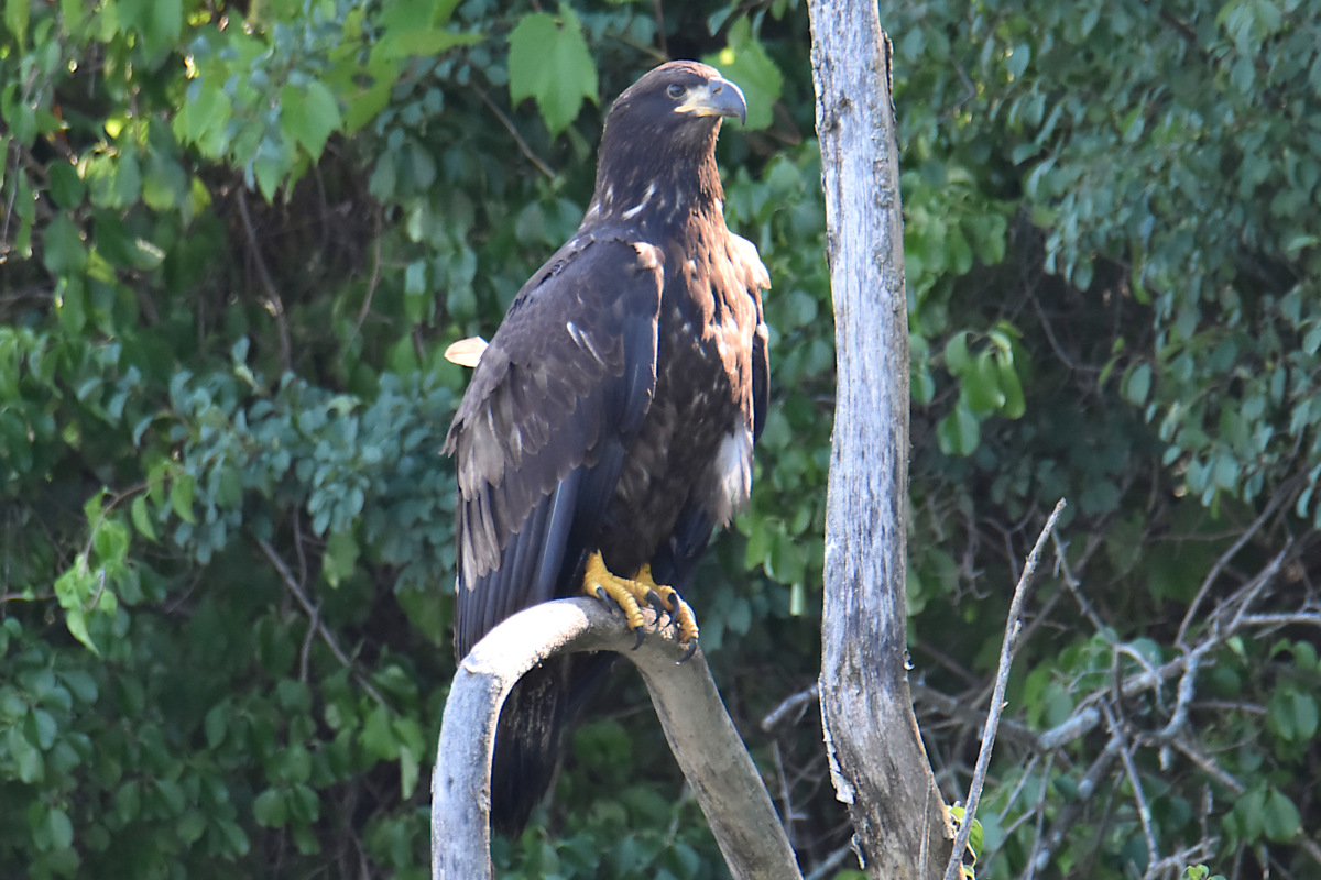 Eaglets Take Flight 25