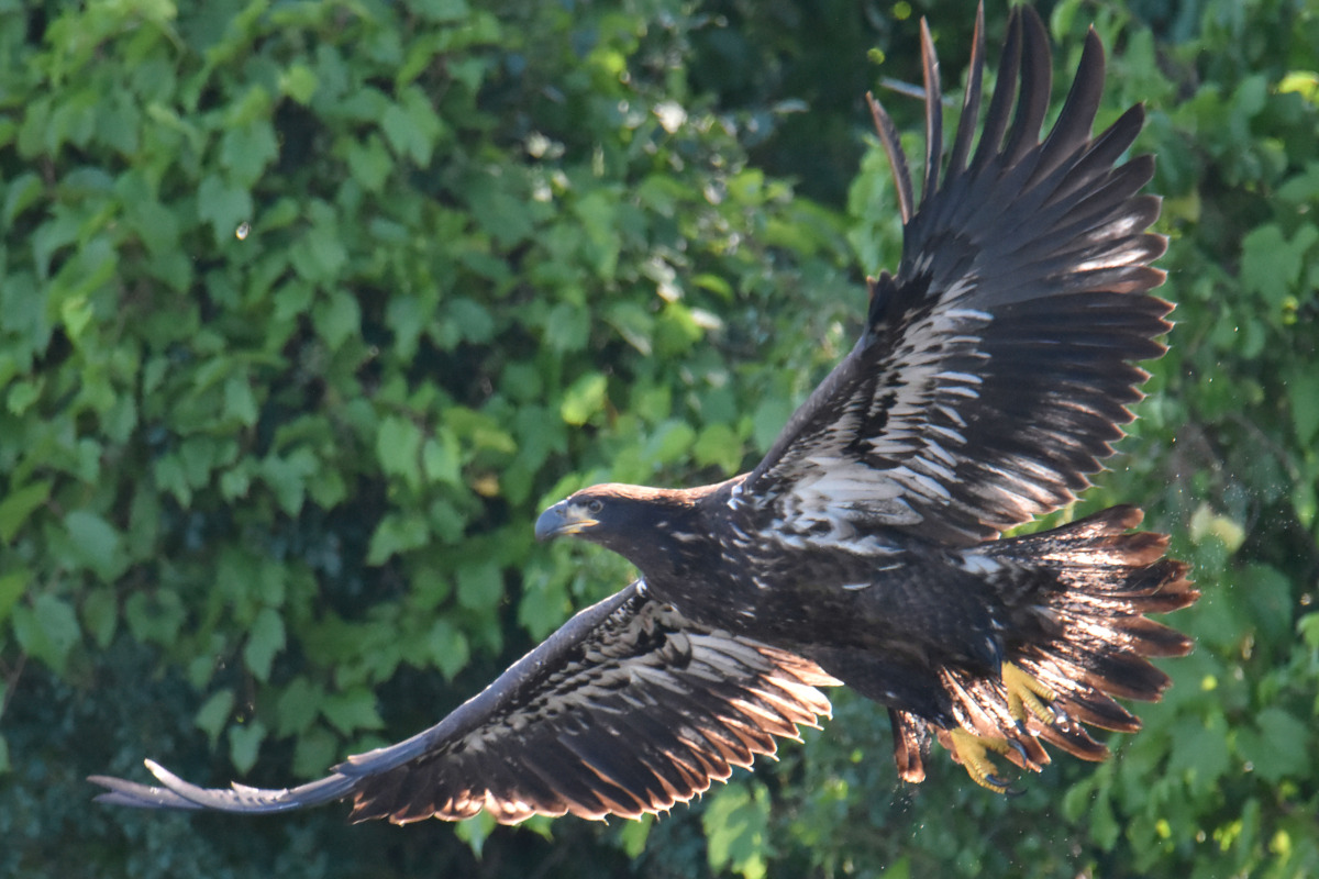 Eaglets Take Flight 27