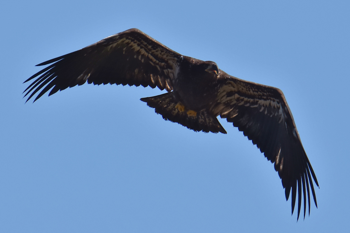 Eaglets Take Flight 28