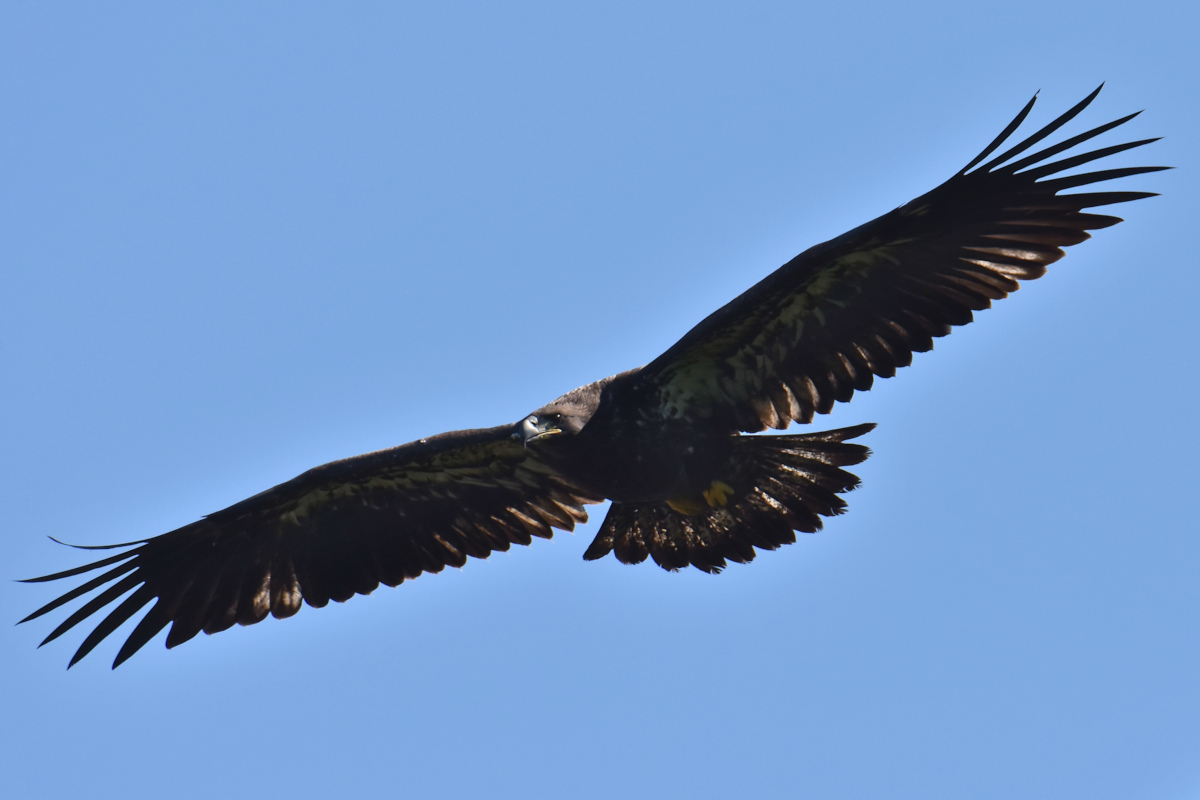 Eaglets Take Flight 29