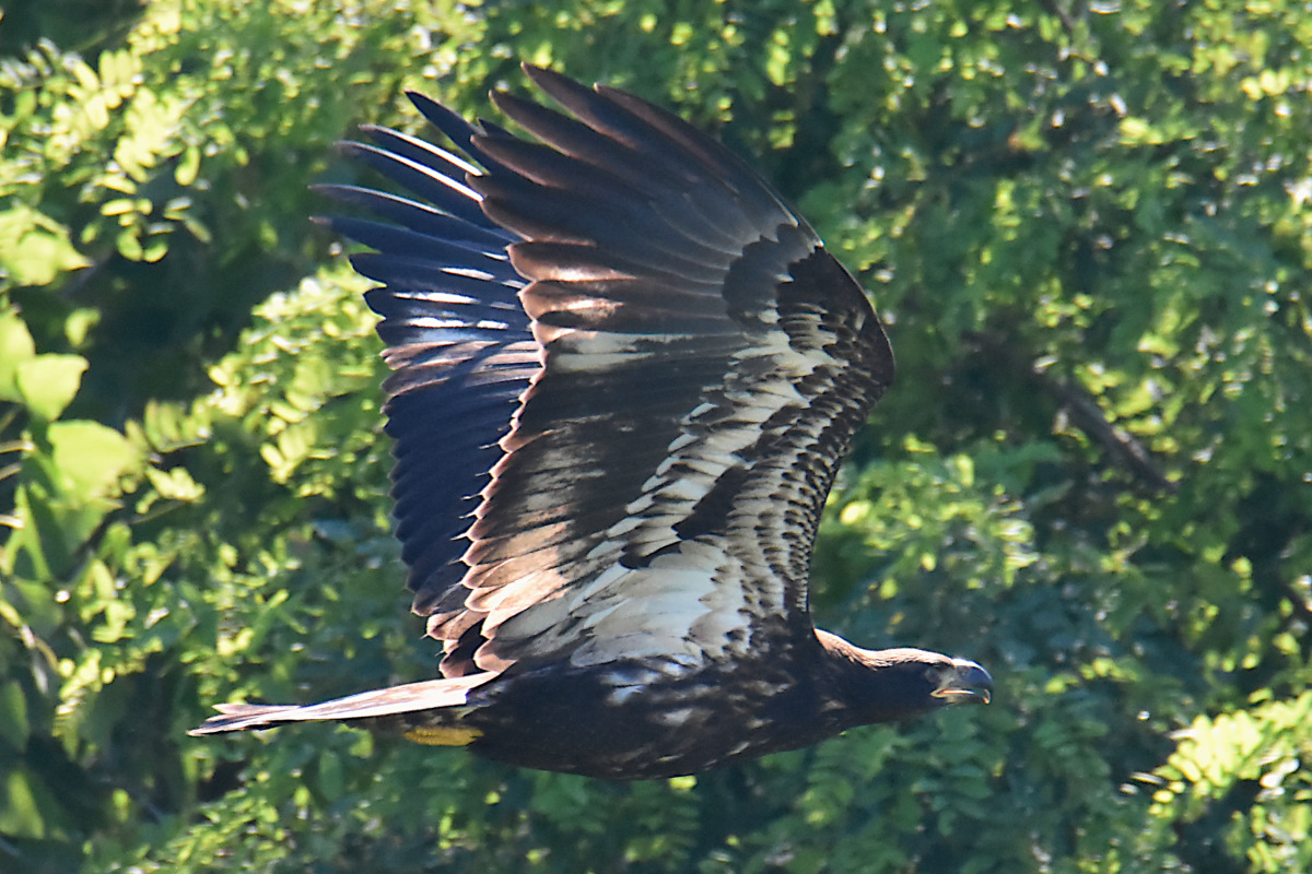 Eaglets Take Flight 32