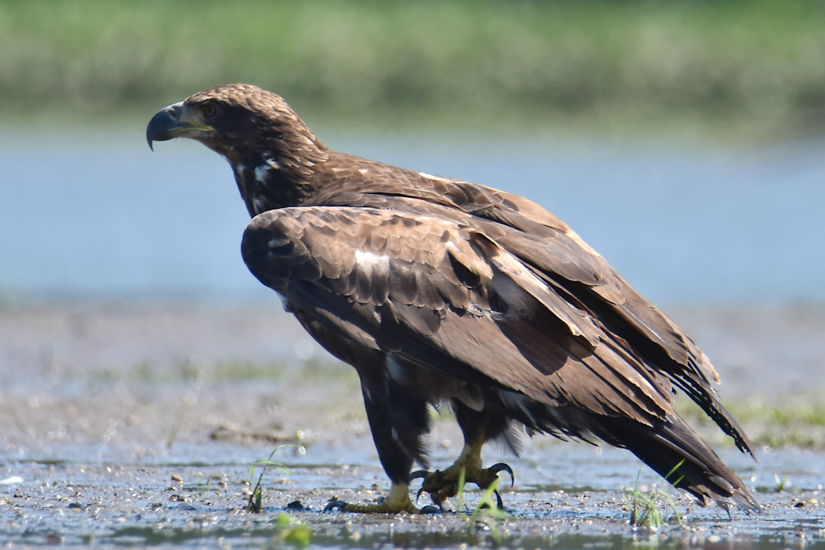 Eaglets Take Flight 34