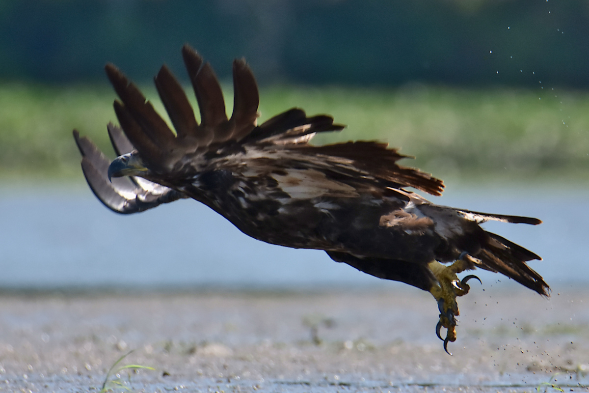 Eaglets Take Flight 35