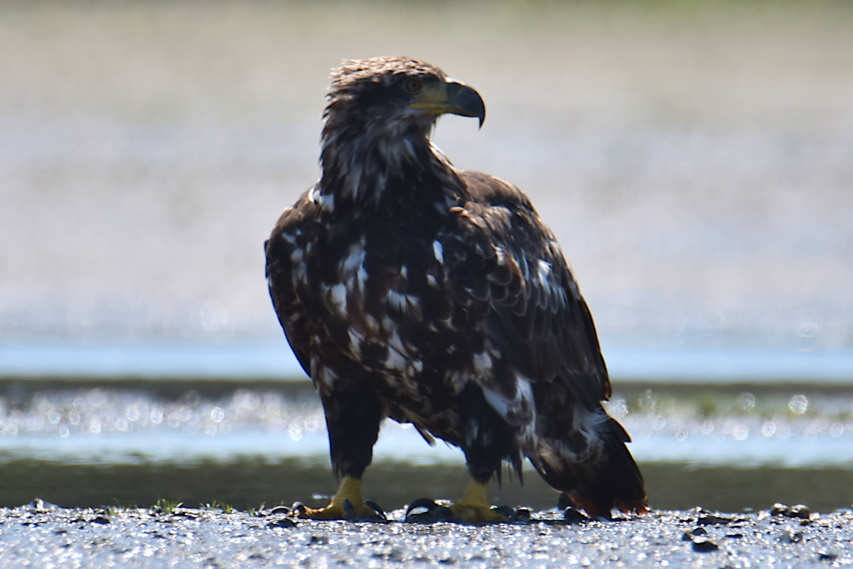 Eaglets Take Flight 36