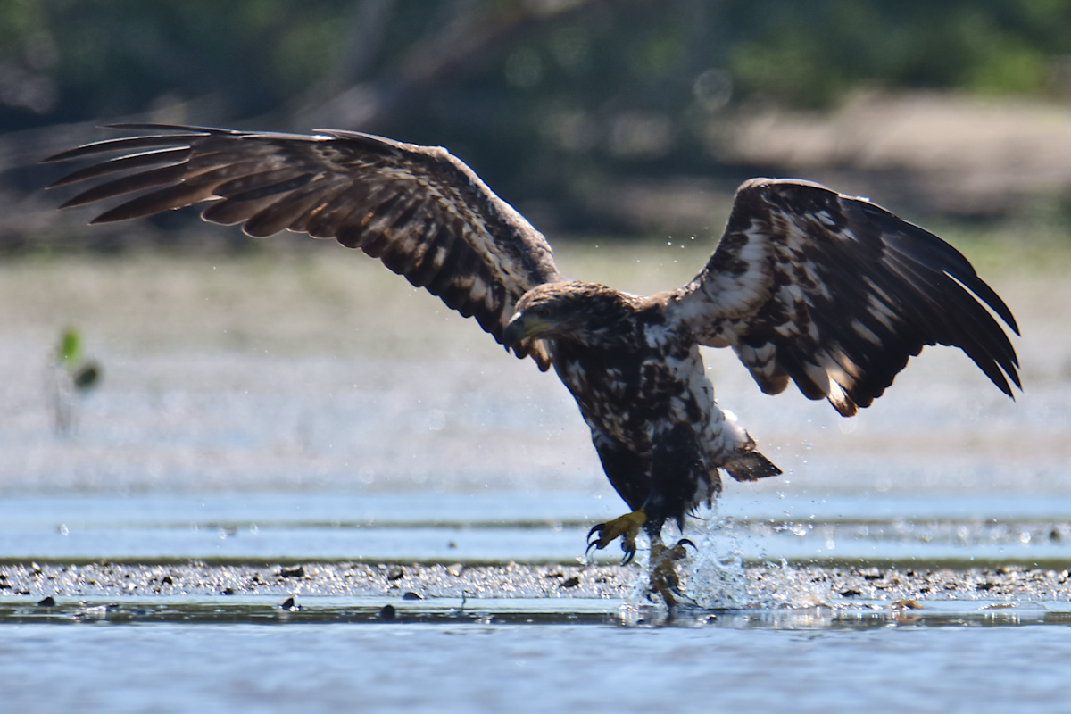 Eaglets Take Flight 37