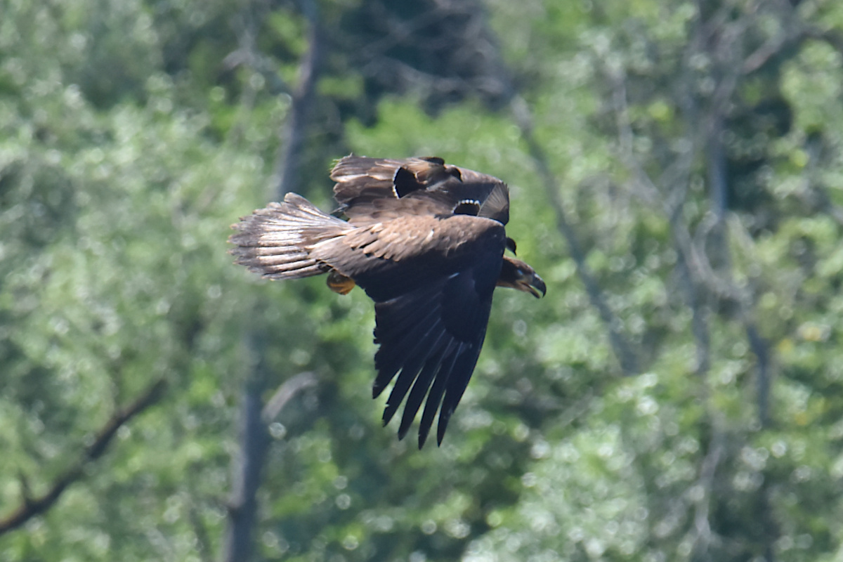 Eaglets Take Flight 38